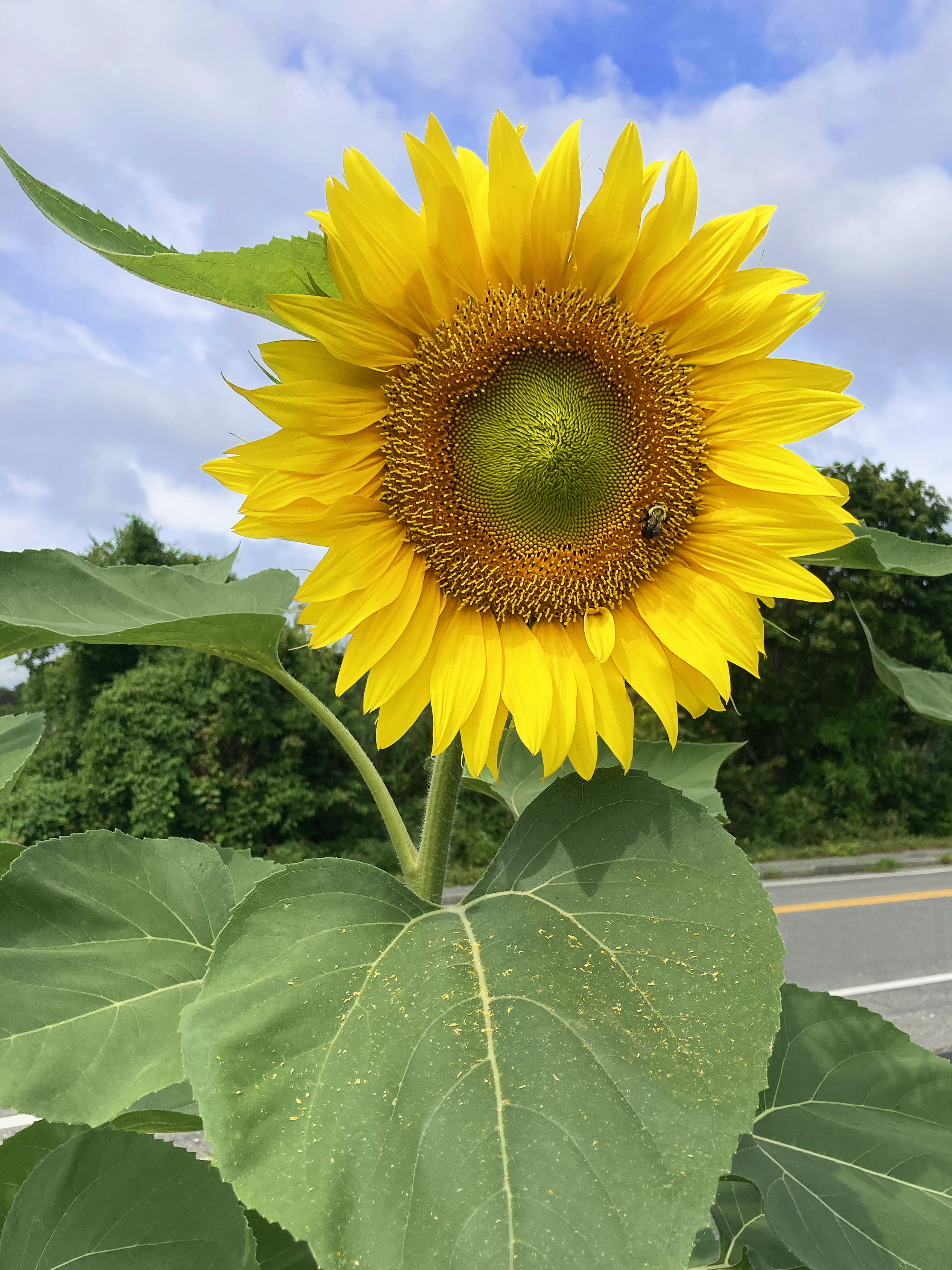 Sunflower